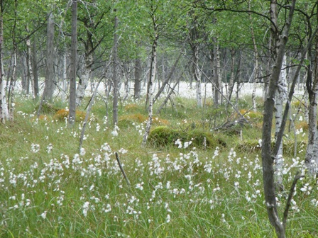 Torfowisko pod Zieleńcem - czerwiec 2009