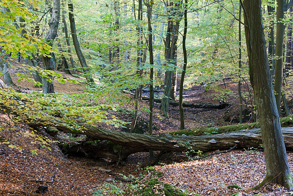 Rezerwat "Radowice" fot. Monika Branna